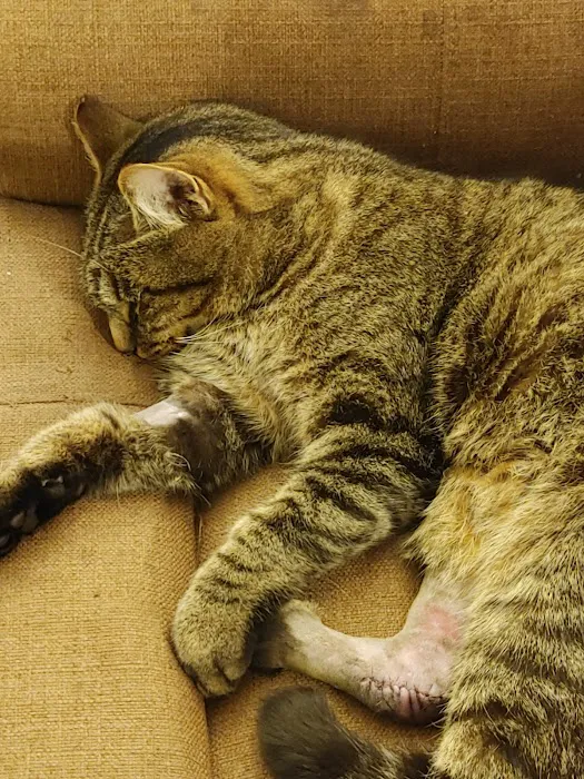 Caring Hands Animal Hospital 1