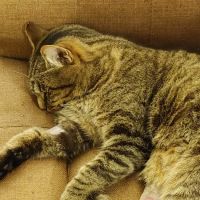 Caring Hands Animal Hospital ico