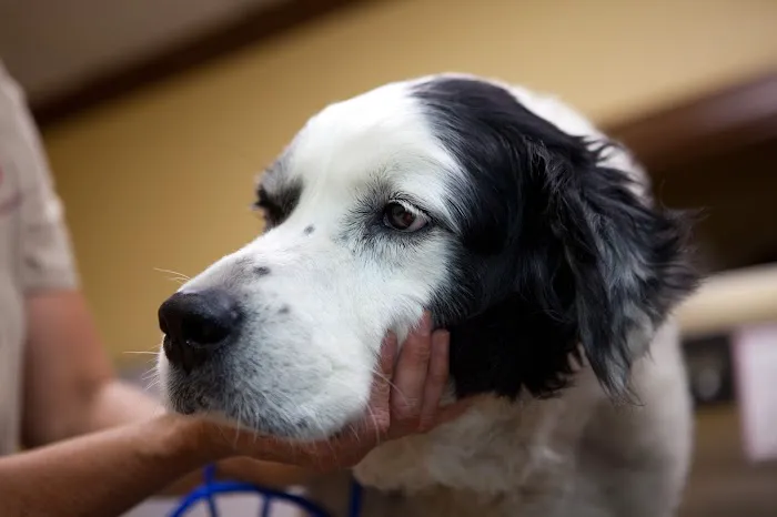 South Franklin Animal Hospital 1