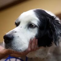South Franklin Animal Hospital ico