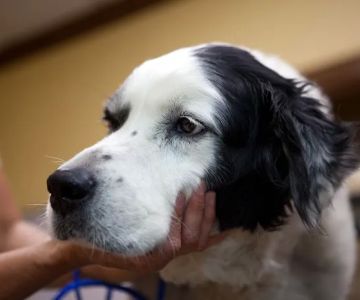 South Franklin Animal Hospital