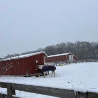 Tennessee Equine Hospital ico