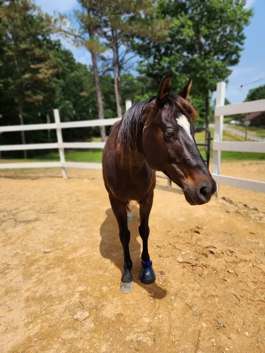 Tennessee Equine Hospital 7