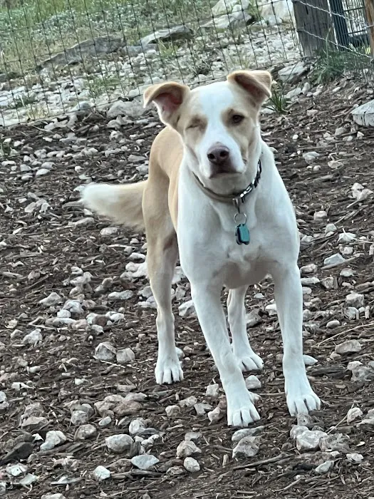 Startz Veterinary, PLLC 1