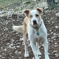 Startz Veterinary, PLLC ico