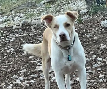 Startz Veterinary, PLLC
