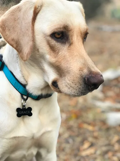 Startz Veterinary, PLLC 3