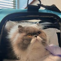County Line Veterinary Clinic ico