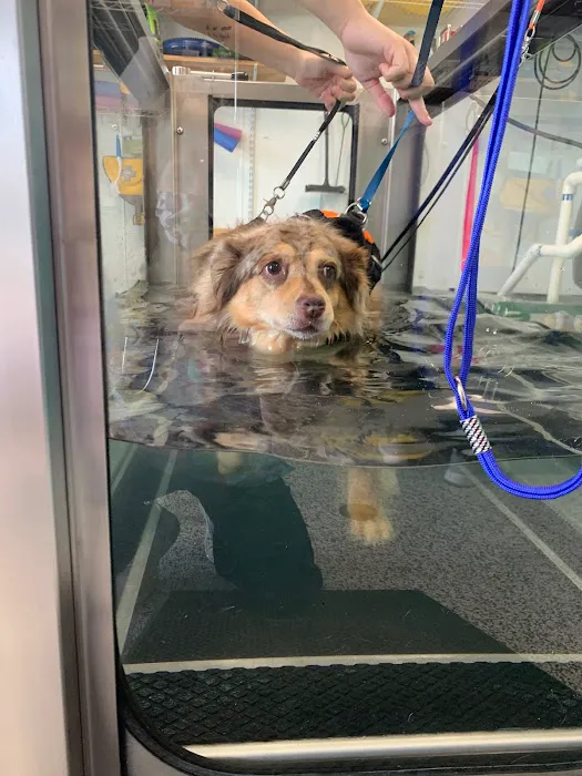 Infinite PawsAbilities 7