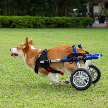 Infinite PawsAbilities 3