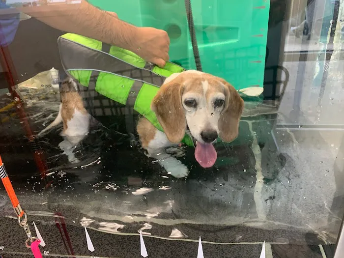 Infinite PawsAbilities 6