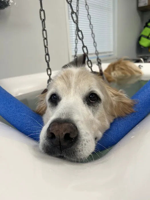 Infinite PawsAbilities 1