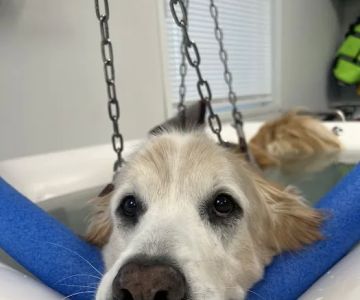 Infinite PawsAbilities