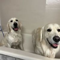 Pet's Choice Animal Hospital ico
