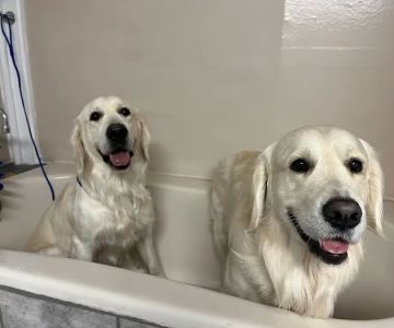 Pet's Choice Animal Hospital