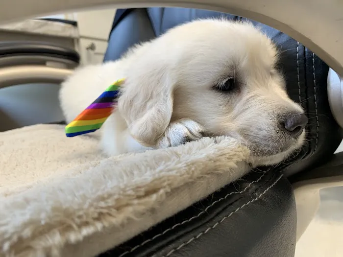 Pet's Choice Animal Hospital 8