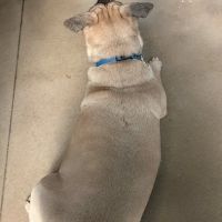 Thrive Pet Healthcare - New Braunfels ico