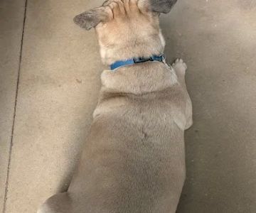 Thrive Pet Healthcare - New Braunfels
