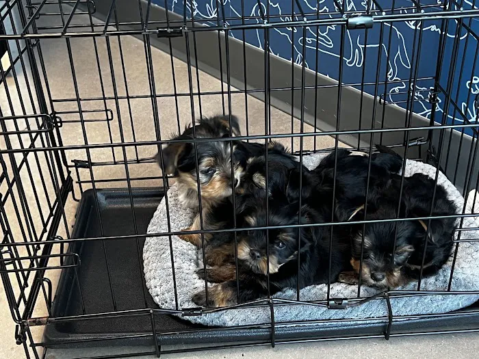 Thrive Pet Healthcare - New Braunfels 9