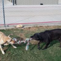 Clear Springs Veterinary, Dr. Brandon McBride ico