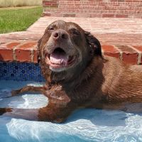 Creek View Veterinary Clinic, PLLC ico