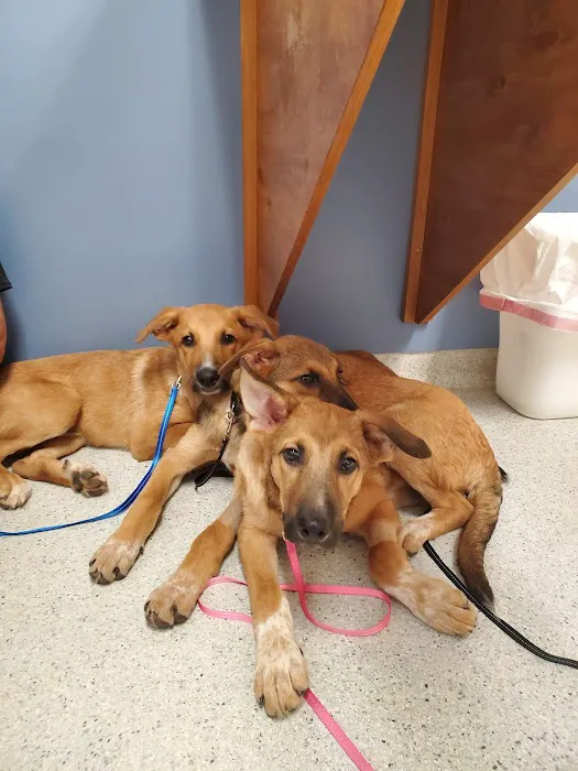 Conover Veterinary Hospital 5