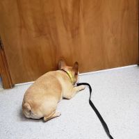 Conover Veterinary Hospital ico