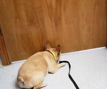 Conover Veterinary Hospital