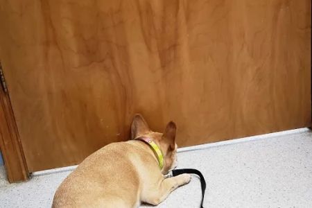 Conover Veterinary Hospital