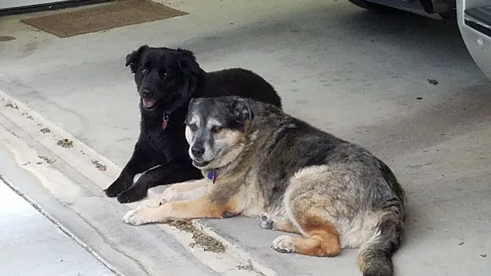 VCA Seguin Animal Hospital 7