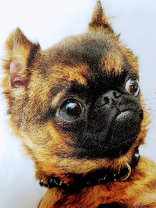 VCA Seguin Animal Hospital 6