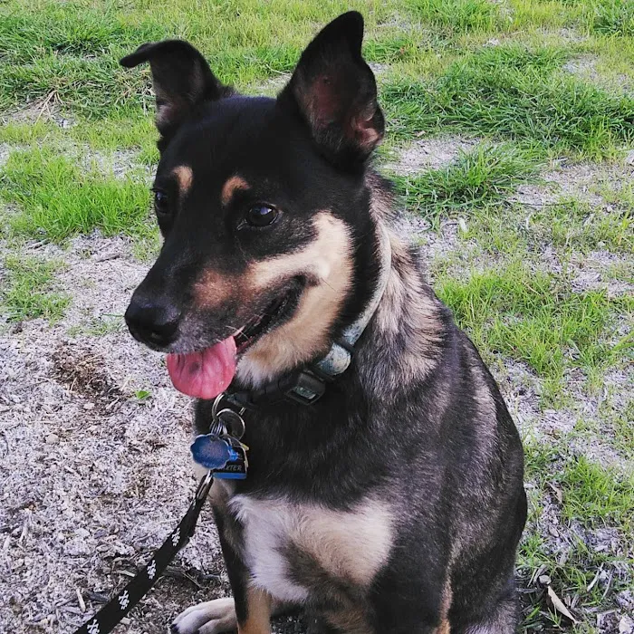 VCA Seguin Animal Hospital 9