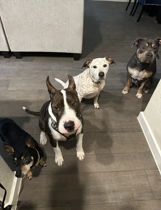 VCA Seguin Animal Hospital 3