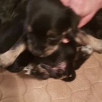 Crossroads Veterinary Hospital Inc ico