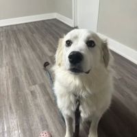 Southern Winds Veterinary Services ico