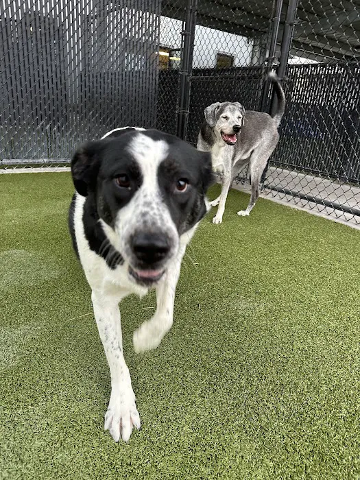 Comal Pet Hospital & Resort 9