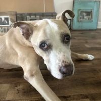 i35 MarketPlace Animal Hospital ico