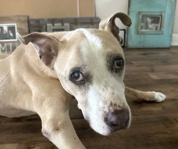 i35 MarketPlace Animal Hospital