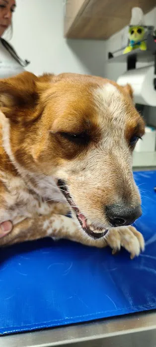 NB Animal Urgent Care 10