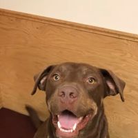 NB Animal Urgent Care ico