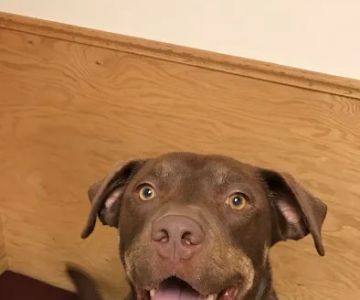 NB Animal Urgent Care