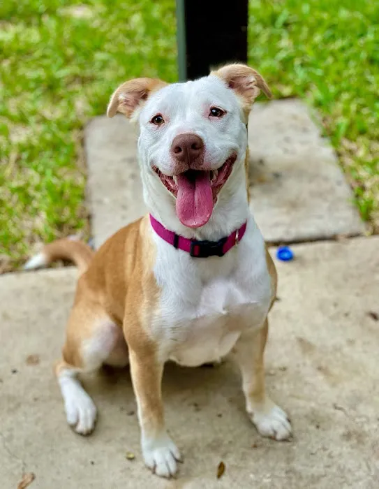 NB Animal Urgent Care 7