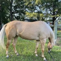 Davie County Large Animal ico