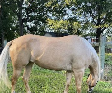 Davie County Large Animal
