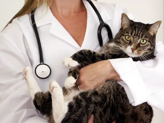 Animal Hospital of East Davie, P.C. 8