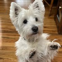 Hillsdale Animal Hospital ico