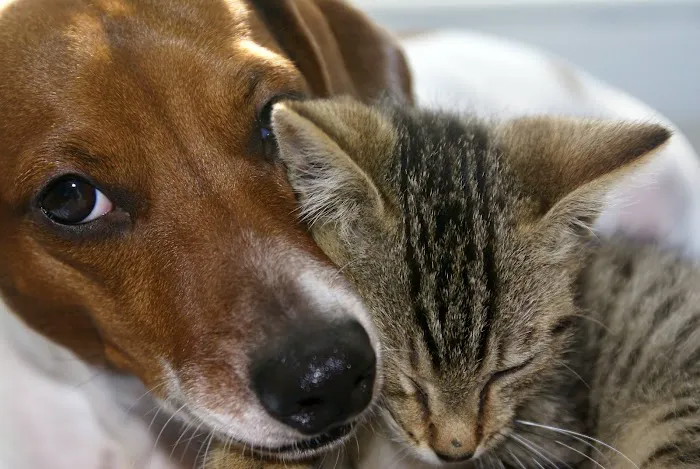 Hillsdale Animal Hospital 6