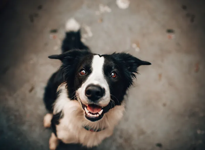 Hillsdale Animal Hospital 5