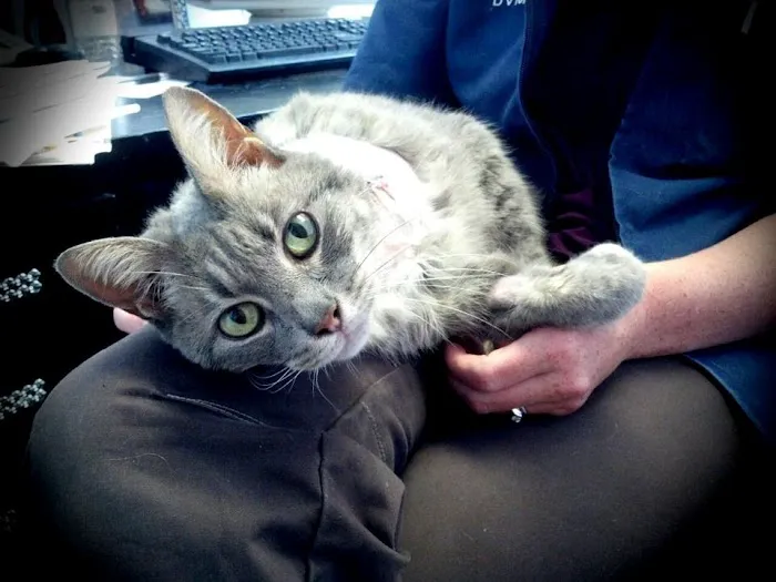Hillsdale Animal Hospital - Violet Kirk, DVM 5