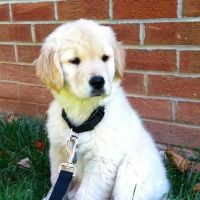 Hillsdale Animal Hospital - Violet Kirk, DVM ico